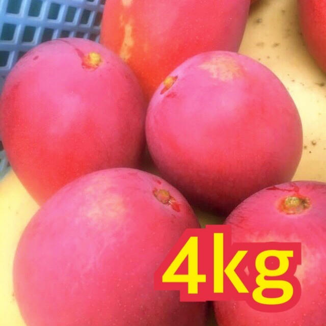 お得用　宮崎県産　完熟マンゴー　4~4.3kg　自家用　フルーツ