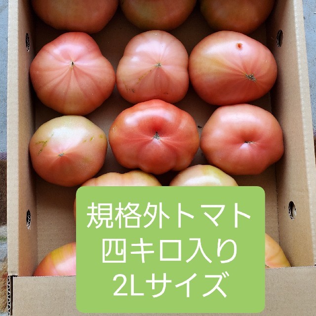 規格外　熊本県産トマト四キロ入り　2Lサイズ 食品/飲料/酒の食品(野菜)の商品写真