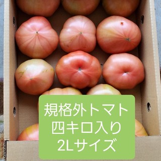 規格外　熊本県産トマト四キロ入り　2Lサイズ(野菜)