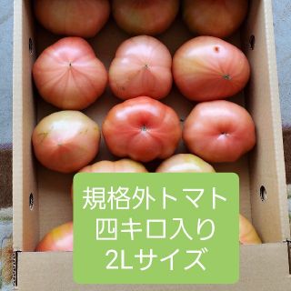 規格外　熊本県産トマト四キロ入り　2Lサイズ(野菜)