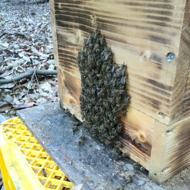 日本ミツバチ 分蜂 誘引 捕獲液 その他のペット用品(虫類)の商品写真