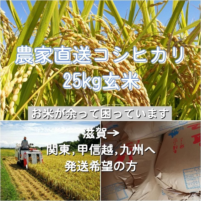 農家直送コシヒカリ 玄米25kg 食品/飲料/酒の食品(米/穀物)の商品写真