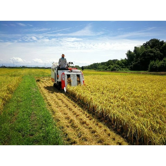農家直送コシヒカリ 玄米25kg 食品/飲料/酒の食品(米/穀物)の商品写真
