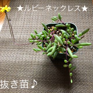 多肉植物、ルビーネックレス、根付き、抜き苗♪(その他)