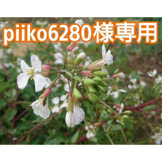 「piiko6280様専用❗」無農薬新鮮野菜セット(M)  五島列島産 食品/飲料/酒の食品(野菜)の商品写真