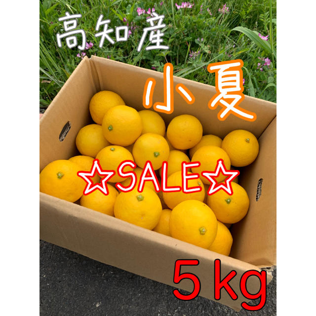 高知県 小夏 日向夏 ニューサマーオレンジ 5kg 食品/飲料/酒の食品(フルーツ)の商品写真