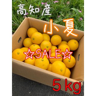 高知県 小夏 日向夏 ニューサマーオレンジ 5kg(フルーツ)