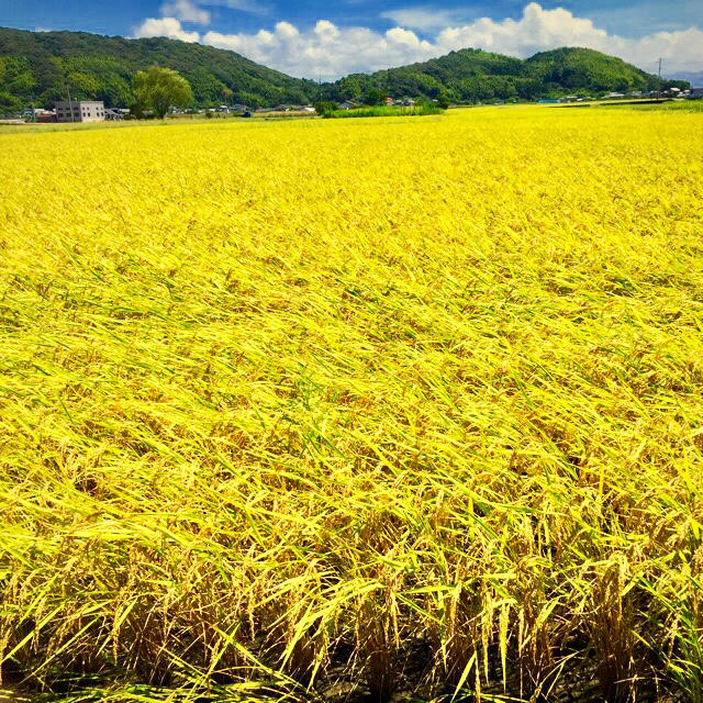 新米令和元年度 高知県産コシヒカリ 10kg玄米 精米無料❗️ 食品/飲料/酒の食品(米/穀物)の商品写真