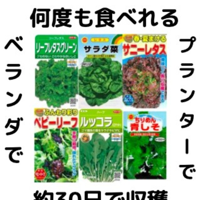 すぐに何度でも収穫できる葉物系サラダ野菜の種6セット ベランダ プランターの通販 By Yasui19 S Shop ラクマ すぐに何度でも収穫できる葉物系サラダ野菜の種6セット ベランダ プランターの通販 By Yasui19 S Shop ラクマ