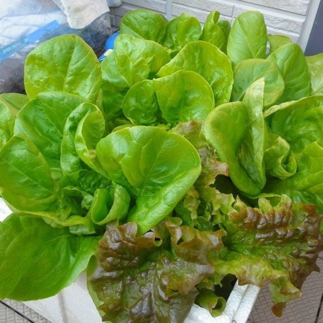 すぐに何度でも収穫できる葉物系サラダ野菜の種6セット ベランダ プランターの通販 By Yasui19 S Shop ラクマ すぐに何度でも収穫できる葉物系サラダ野菜の種6セット ベランダ プランターの通販 By Yasui19 S Shop ラクマ