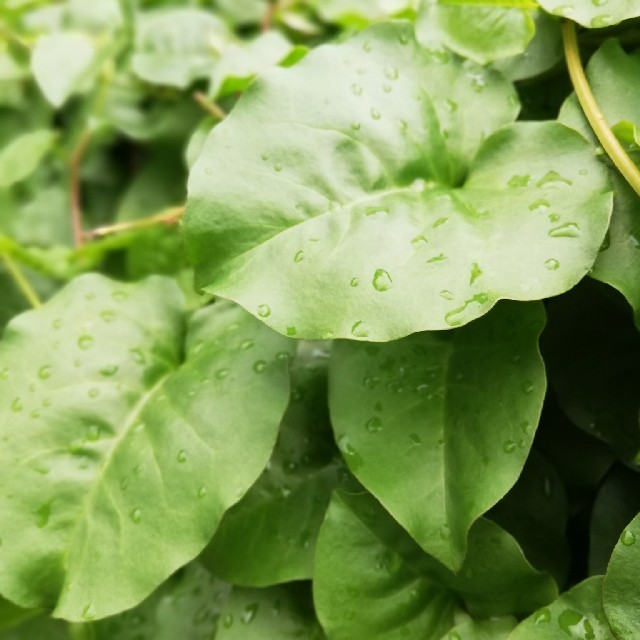 おかわかめ むかご 約80g (20個ぐらい入ります) 食品/飲料/酒の食品(野菜)の商品写真