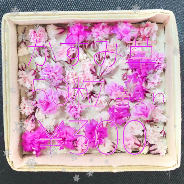 かすみ草 ドライフラワー ピンク&ホワイトmix 蕾入り ハンドメイドのフラワー/ガーデン(ドライフラワー)の商品写真