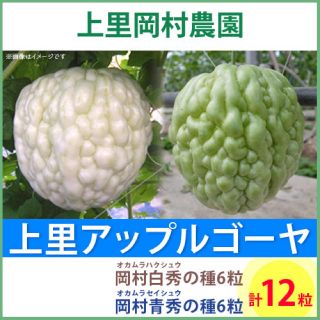 R2311【hs6ss6】上里岡村農園寅さんのアップルゴーヤのタネ12粒セット(野菜)