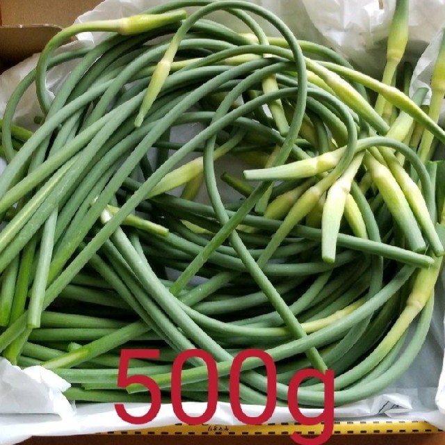 熊本県産　無農薬にんにくの芽　500g（蕾付き） 食品/飲料/酒の食品(野菜)の商品写真