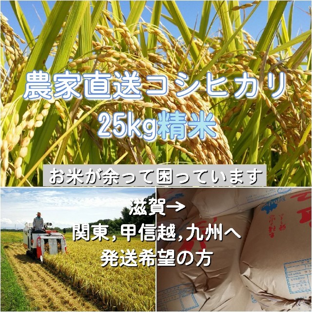 農家直送コシヒカリ　33　精米25kg　米/穀物