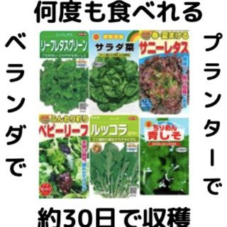 【すぐに何度でも収穫できる葉物系サラダ野菜の種6セット！】ベランダ、プランターで(野菜)