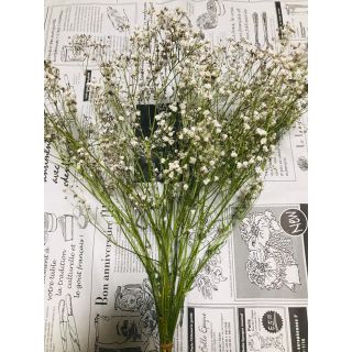 【ドライ】かすみ草 カスミソウ かすみそう 20本30cm(ドライフラワー)