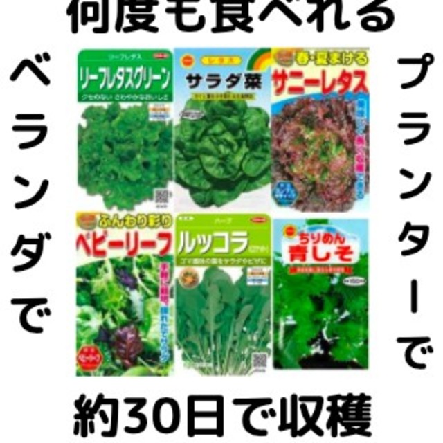 【すぐに何度でも収穫できる葉物系サラダ野菜の種6セット！】ベランダ、プランターで 食品/飲料/酒の食品(野菜)の商品写真
