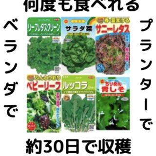 【すぐに何度でも収穫できる葉物系サラダ野菜の種6セット！】ベランダ、プランターで(野菜)