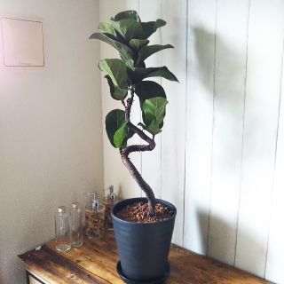 ひろさん様専用❗️曲がりが綺麗☆観葉植物カシワバゴムバンビーノ‼️セラアート鉢♪(その他)