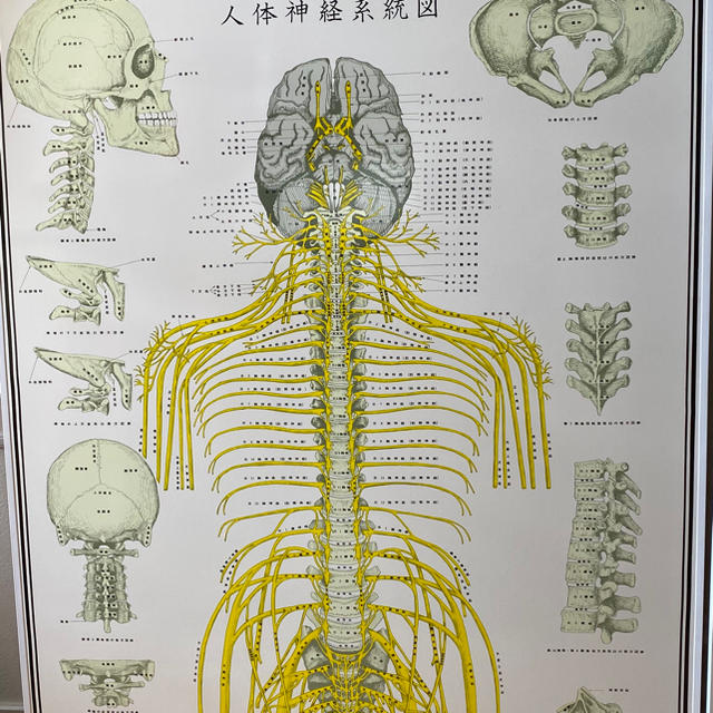 人体自立神経パネル２枚組 全健会 カイロプラクティック dinaslh