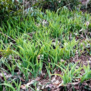 カンゾウ 20株 天然山菜 苗 まとめてセット 放置OK 増える山菜 花も綺麗(野菜)