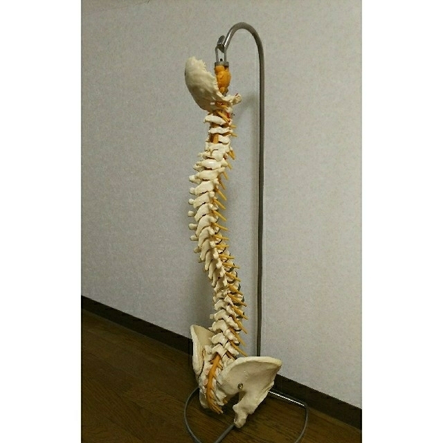 脊椎骨格模型 SOMSO