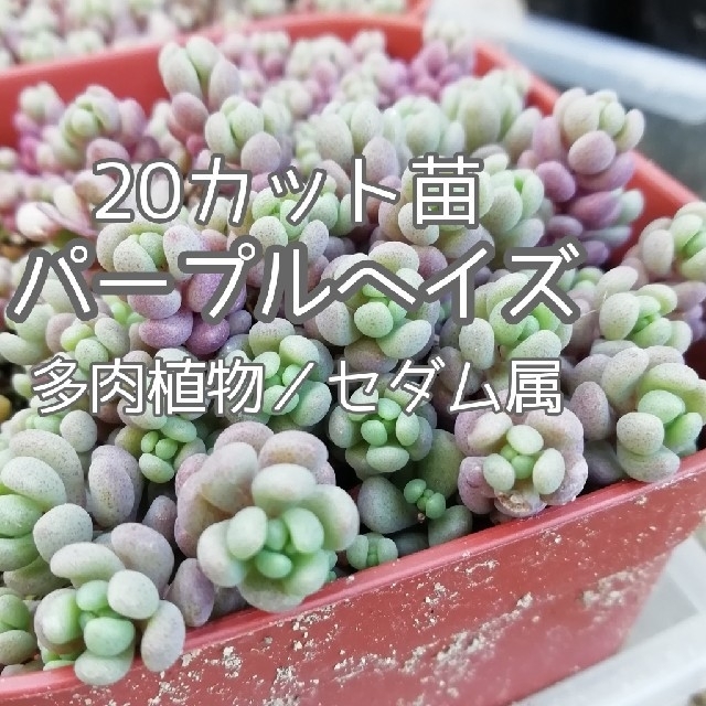 多肉植物・パープルヘイズ／20カット苗 ハンドメイドのフラワー/ガーデン(その他)の商品写真