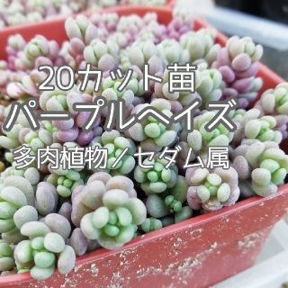 多肉植物・パープルヘイズ／20カット苗(その他)