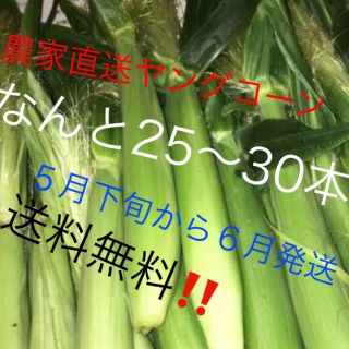 農家直送ヤングコーンなんと25〜30本５月下旬から６月発送予定‼️値下げ‼️(野菜)