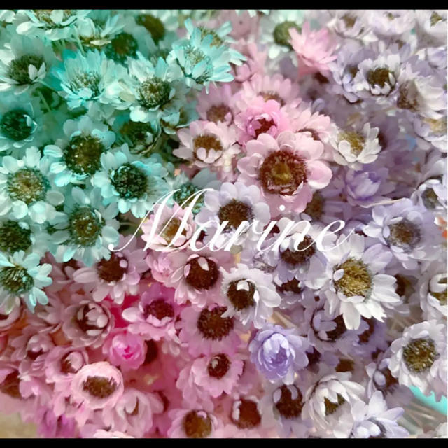 スターフラワーブロッサム チェルシーカラー 60輪 ハーバリウム花材 ハンドメイドのフラワー/ガーデン(ドライフラワー)の商品写真