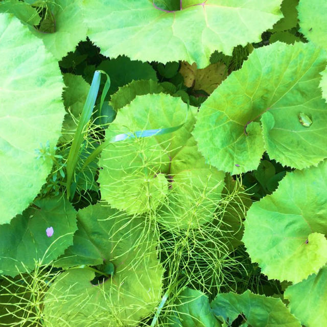 即購入OK旬物✧今だけ2倍増量中！天然山ふき１キロ(※葉はつきません)野菜山菜 食品/飲料/酒の食品(野菜)の商品写真