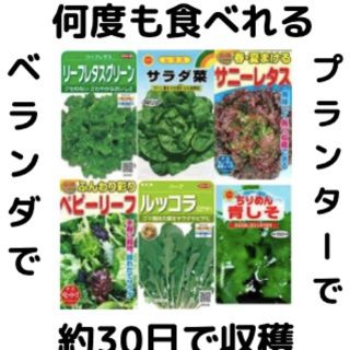 【すぐに何度でも収穫できるサラダ野菜の種6セット！】ベランダ、プランター(野菜)