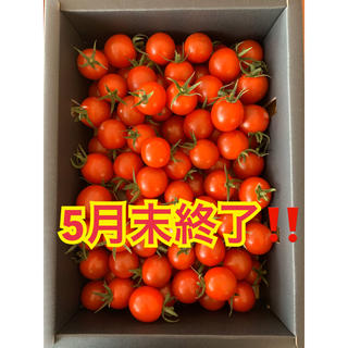 熊本県 完熟濃厚ミニトマト  500g ☆キャロルセブン☆ 農家直送(野菜)