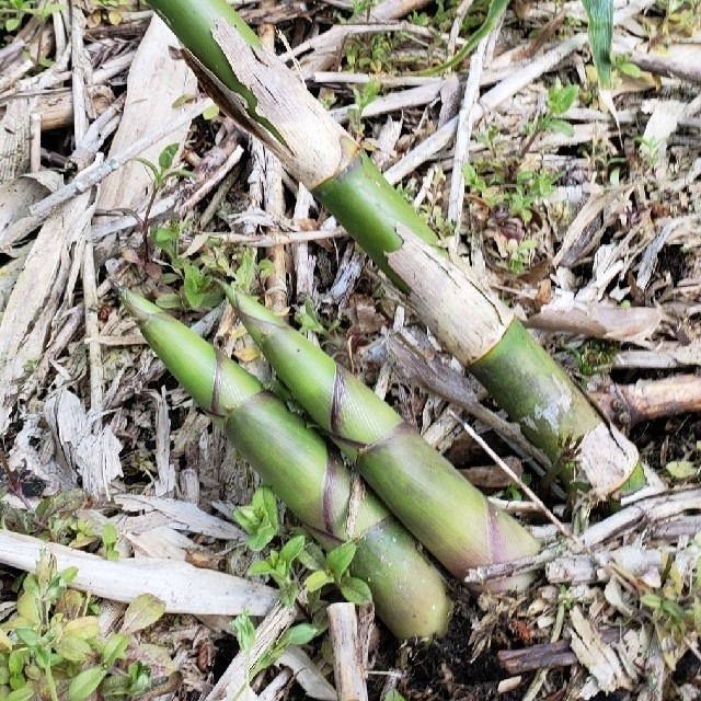 山形県産根曲がり筍（月山筍）1.5kg 食品/飲料/酒の食品(野菜)の商品写真