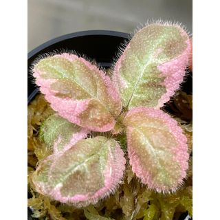 エピスシア ピンクスモーク Episcia hybrid PINK SMOKEの通販|ラクマ