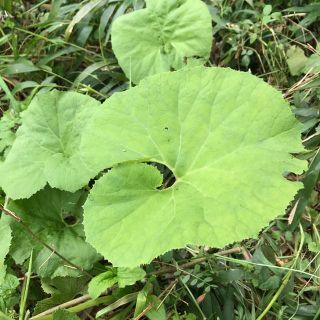 無農薬栽培　フキ(野菜)