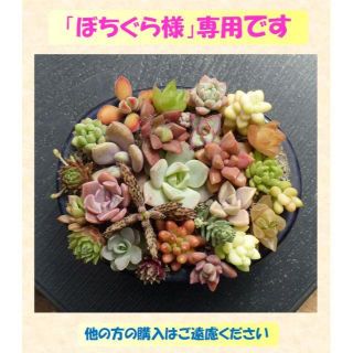 多肉植物 【0221】  カラフル多肉セット　26+4種(その他)