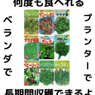 【すぐに何度でも収穫できるサラダ野菜の種9セット！】ベランダ、プランターで(野菜)