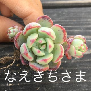 なえきち様専用七福美尼根付き抜き苗多肉植物エケベリア(その他)