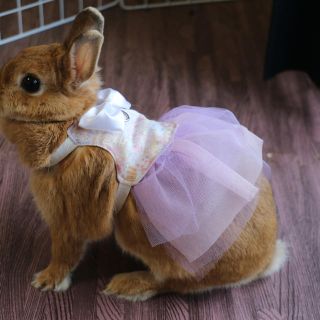 うさぎ ハーネス 服 ドレス ハンドメイドの通販 By shop ラクマ うさぎ ハーネス 服 ドレス ハンドメイドの通販 By shop ラクマ