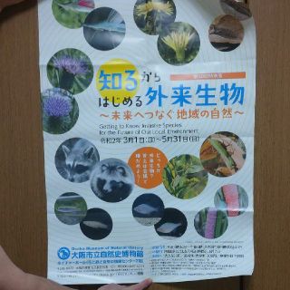 第50回特別展 知るからはじめる外来生物 ポスター 大(その他)