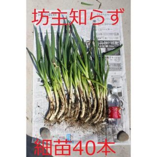 ネギ苗　坊主知らずネギ　細苗４０本(野菜)