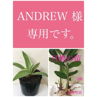 ANDREW様専用 リュウゼツラン アカベ  月桃の苗 抜き苗 ベネズエラ 錦(その他)