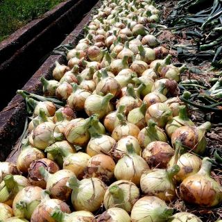 RASUKARU様専用☆産地直送☆淡路島の新玉ねぎ20Kg(野菜)