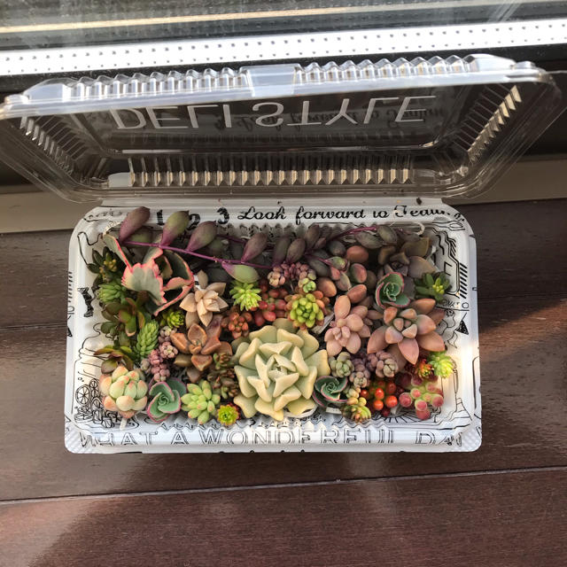 多肉植物カット苗セット ハンドメイドのフラワー/ガーデン(その他)の商品写真