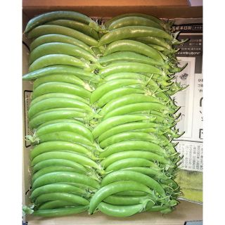 スナップエンドウ  500g(野菜)