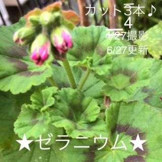 植物、ゼラニウム、カット苗、ピンク色♪3本♪(その他)