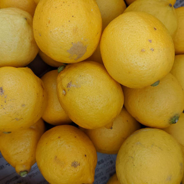 せとだレモン　安政柑二個　2.5キロ程度 食品/飲料/酒の食品(フルーツ)の商品写真