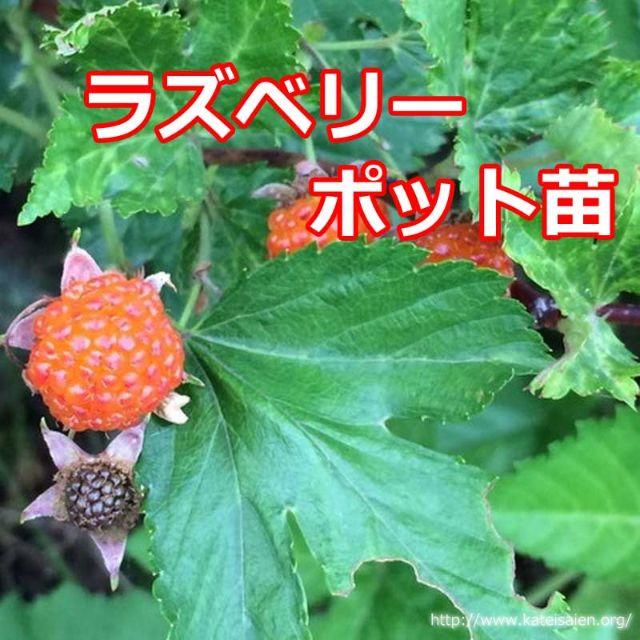 ラズベリー小苗ポット苗 木苺オレンジ色 無農薬栽培スイーツ 生食用 の通販 By Jog8 S Shop ラクマ ラズベリー小苗ポット苗 木苺オレンジ色 無農薬栽培スイーツ 生食用 の通販 By Jog8 S Shop ラクマ